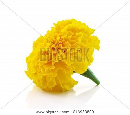 Marigold Flower Beautiful Blossom Close Up On Background