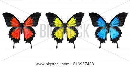 Blue red and yellow butterfly over white background