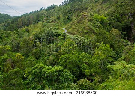 fern tree (Cyathea podophylla) in forest of Samosir Island,Medan, Indonesia.