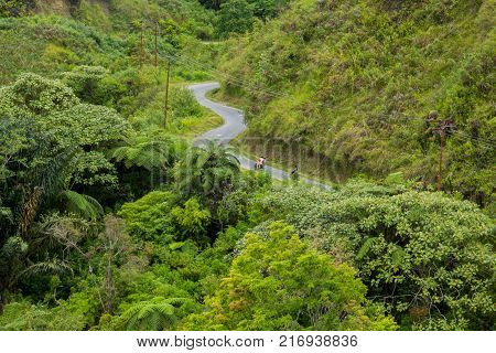 fern tree (Cyathea podophylla) in forest of Samosir Island,Medan, Indonesia.