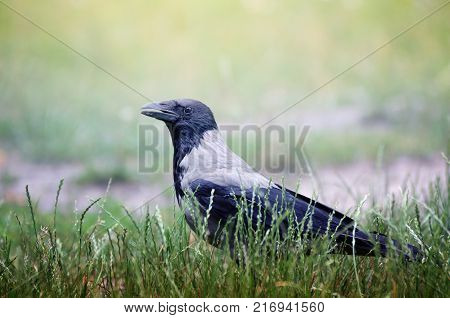 Big Hooded Crow, Corvus cornix, walking through the green grassin the summer garden