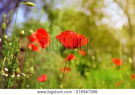 Beautiful Red Poppies and seedbox in a green field. Spring time flowers under blue sky. Bacdrop for you remembrance day design