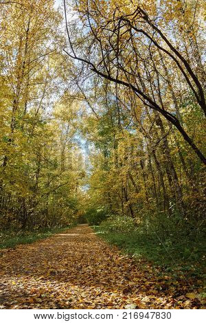 Alley in the autumn Park strewn with fallen leaves.