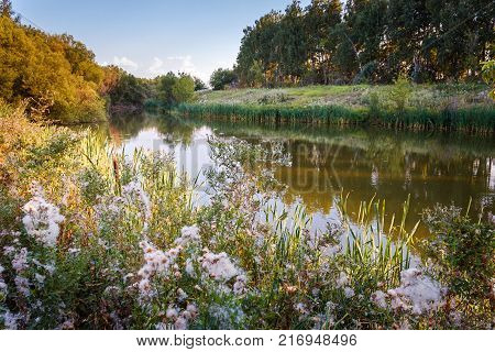 Nature of Central Russia. On the shore of the pond.