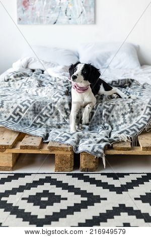 side view of cute puppy with pink neckpiece sitting on bed