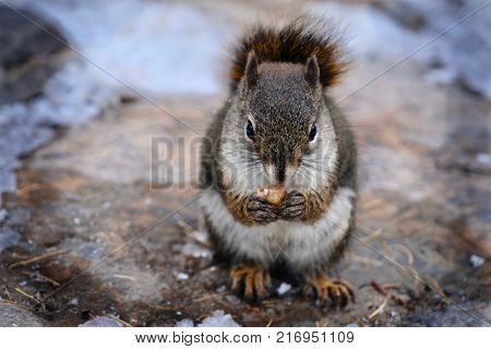 Squirrel eating nut. Smal funny squirrel sitting on ground and holding and eating nut. Canadian Rocky Mouhntains. Banff National Park. Alberta. Canada.