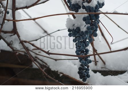 The vineyard under snow, frost ruined the harvest blue grapes