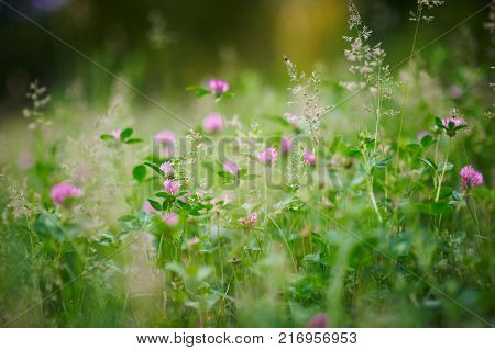 Selective focus on flowering clover, beautiful red clover in meadow