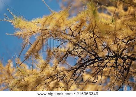 Close-up of autumnal larch branches, yellow needles, against a blue sky background