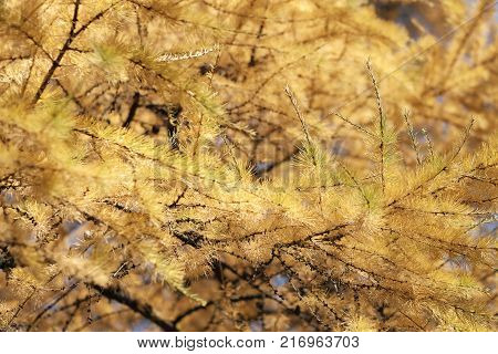 Close-up of autumnal larch branches, yellow needles, against a blue sky background