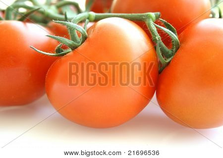 Pomidor