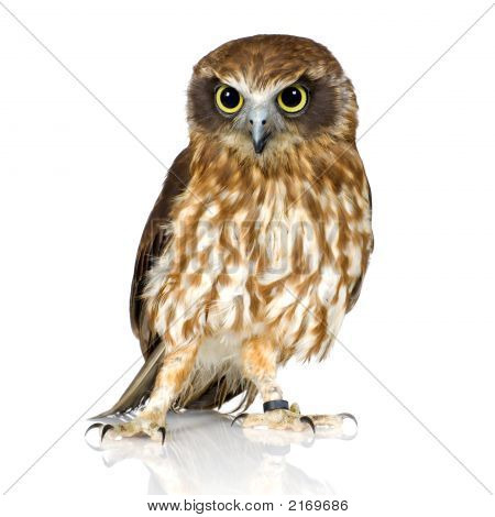 Neuseeland-Owl