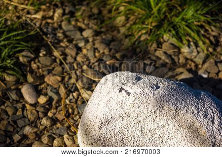 white porous stone lying on the gravel path with green grass, evening light