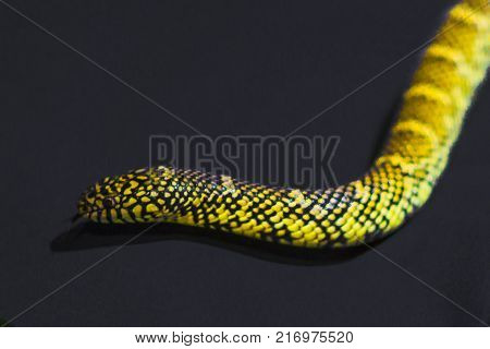 Yellow striped snake on black background rare