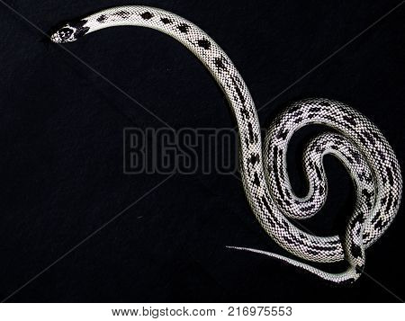 White newspaper snake on black background rare