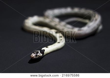 White newspaper snake on black background rare