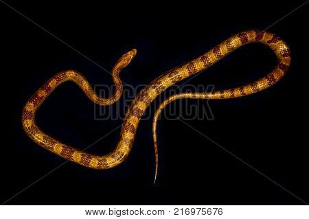 Yellow striped snake on black background rare