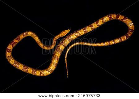 Yellow striped snake on black background rare
