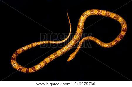 Yellow striped snake on black background rare