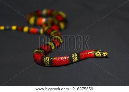 Red and Yellow striped snake on grey background rare
