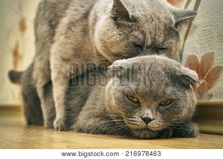 Scotland lop-eared female cats and british shorthair male cat are mating indoors