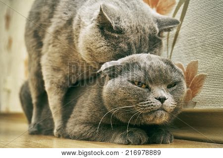 Scotland lop-eared female cats and british shorthair male cat are mating indoors