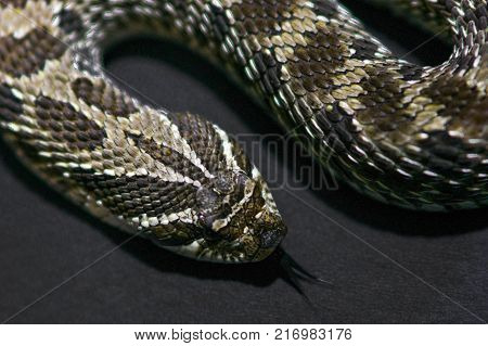 Chess snake with tongue out on gray background close up rare
