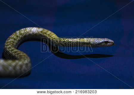 Yellow chess snake on dark-blue background rare