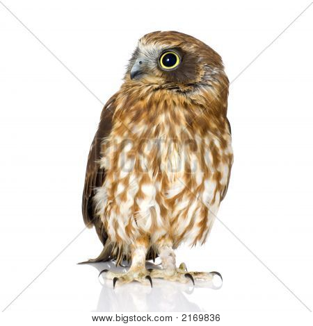Neuseeland-Owl