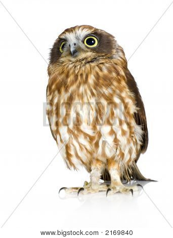 Neuseeland-Owl