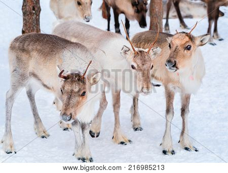 Reindeers at farm in winter Lapland Rovaniemi of Northern Finland