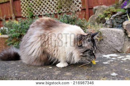 Ragdoll Cat Playing With A Dandelion Flower