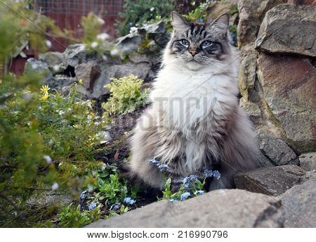 Ragdoll Cat Sitting In A Garden Rockery