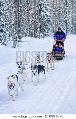 Rovaniemi Finland - March 3 2017: Family with children riding husky dogs sled in Rovaniemi Lapland at winter Finnish forest