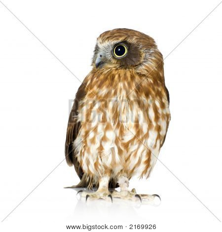 Neuseeland-Owl