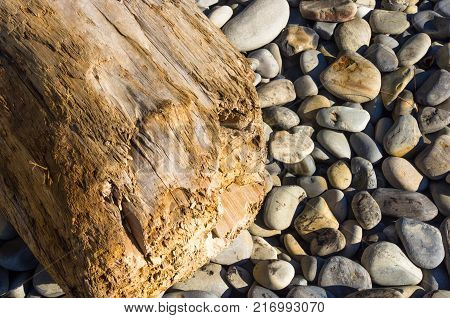 driftwood, washed up by the sea on a pebble beach on a warm summer day