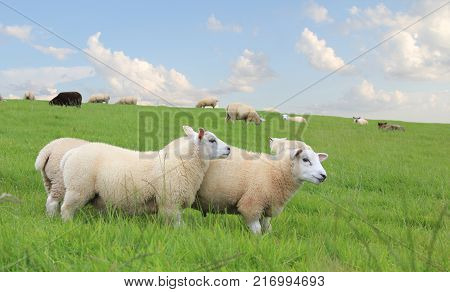 Wool breeds of sheep grazing in the fields of the farm.