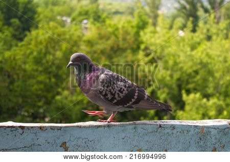dove on the background of the urban landscape in Sunny summer day
