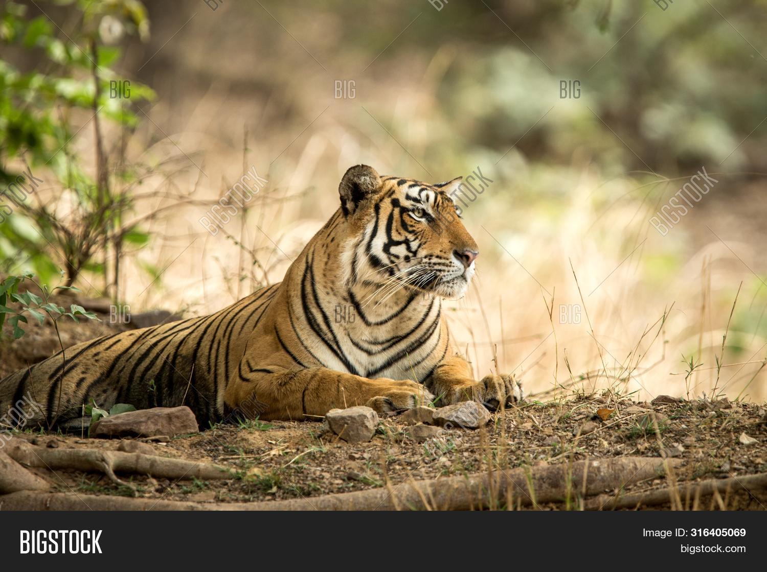 Wild Bengal Tiger ( Image & Photo (Free Trial) | Bigstock