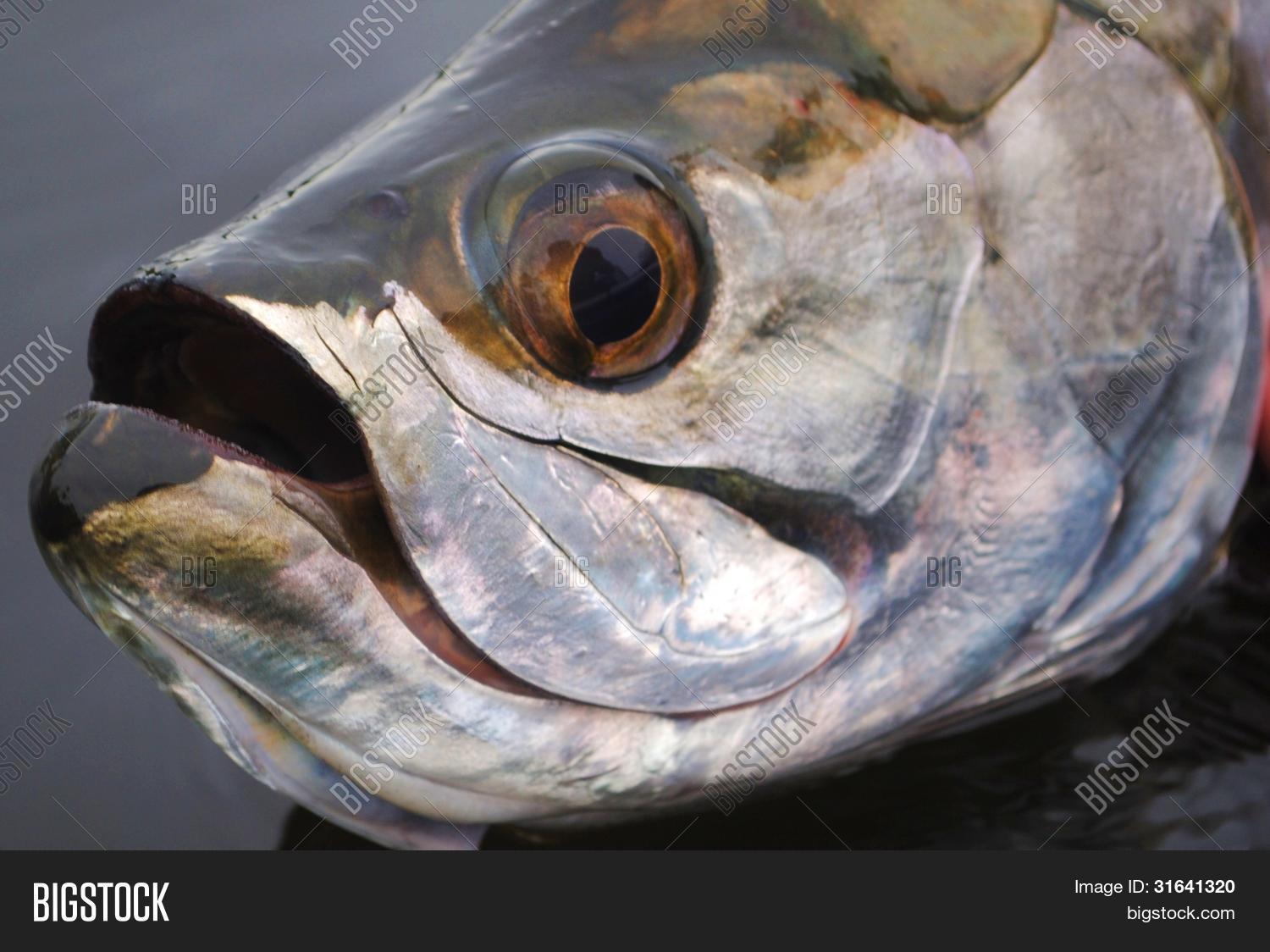 Tarpon Close Image & Photo Bigstock