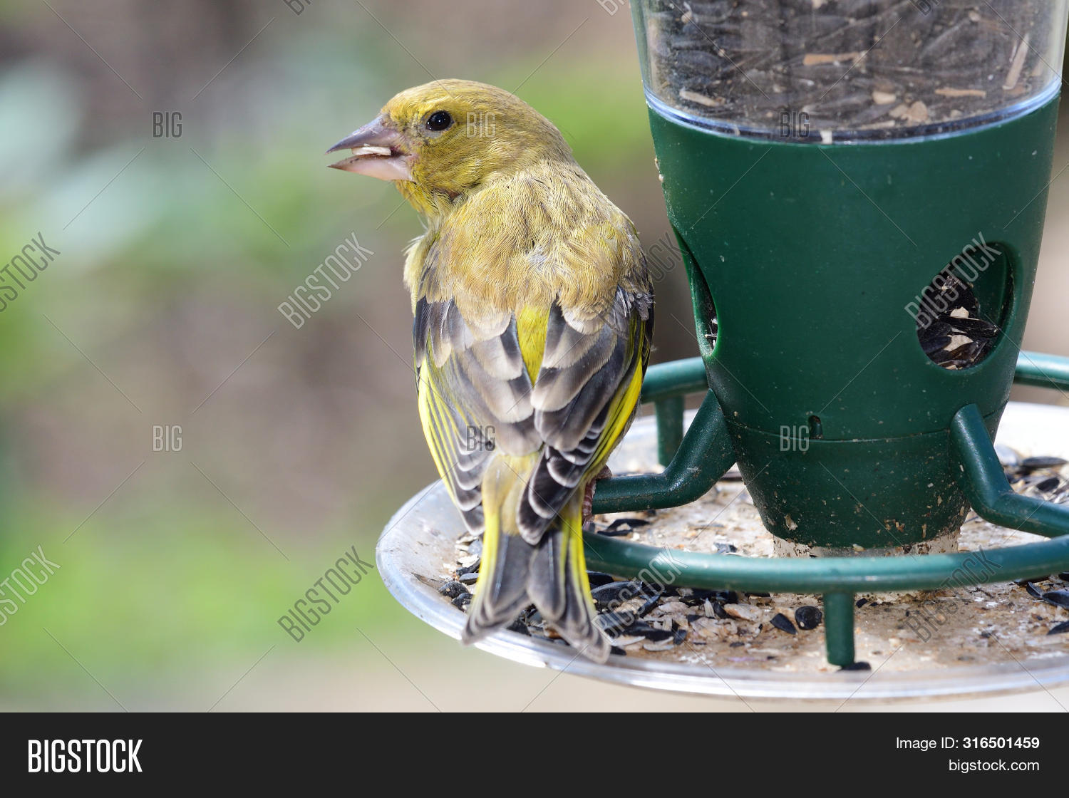 Close Greenfinch Image Photo Free Trial Bigstock