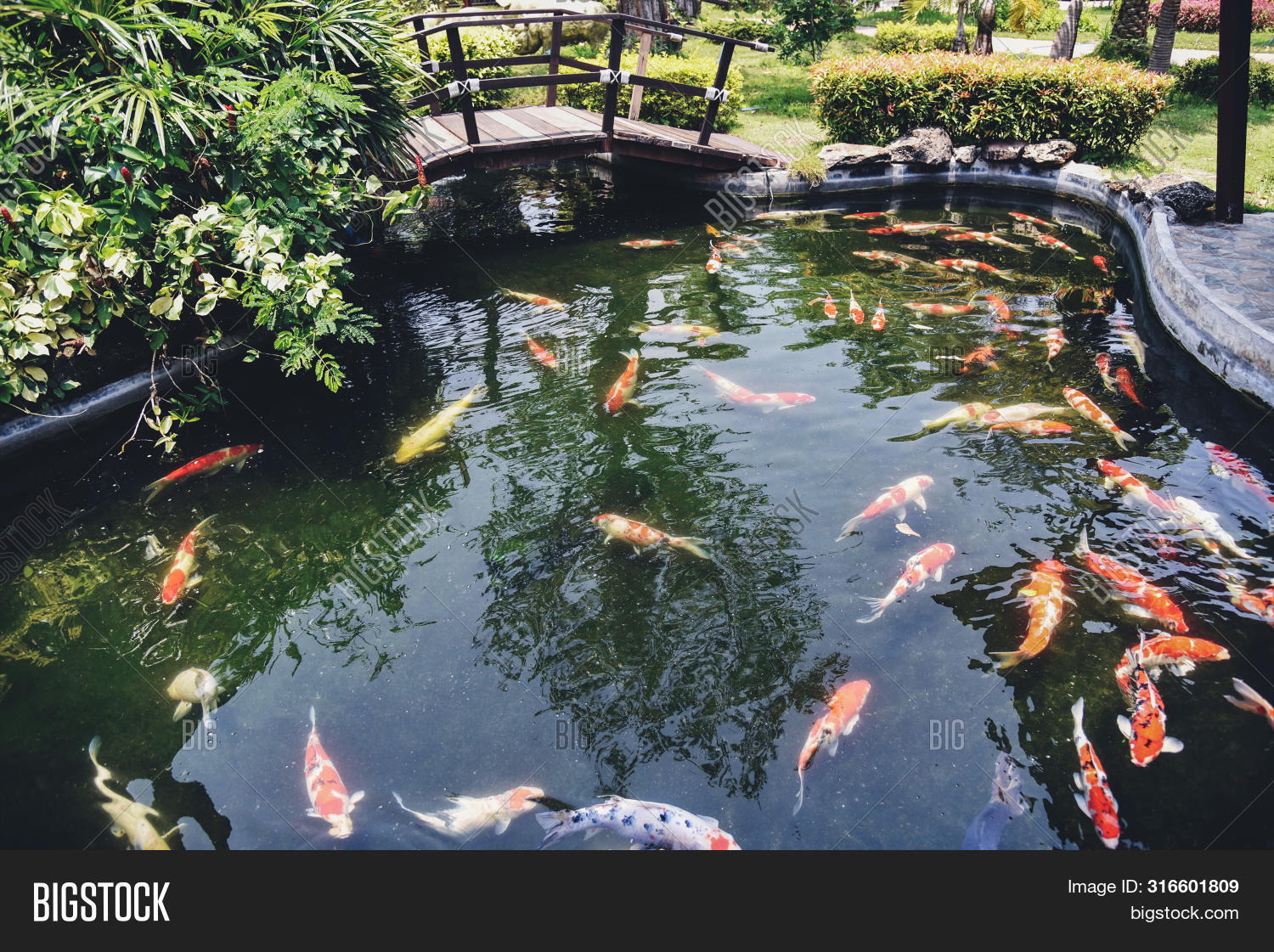 Colorful Fancy Koi Image & Photo (Free Trial) | Bigstock