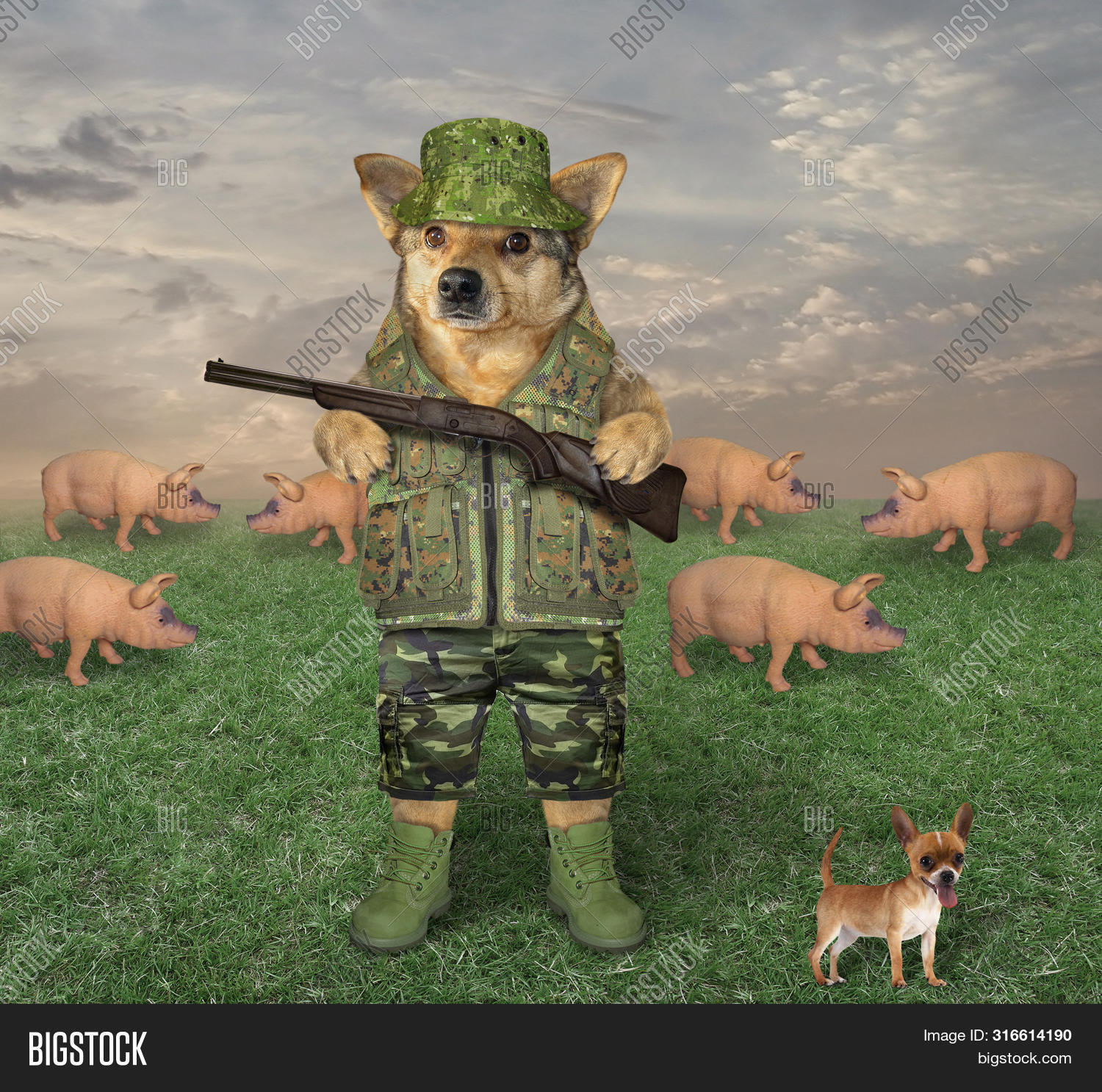 Dog Military Uniform Image & Photo (Free Trial) Bigstock