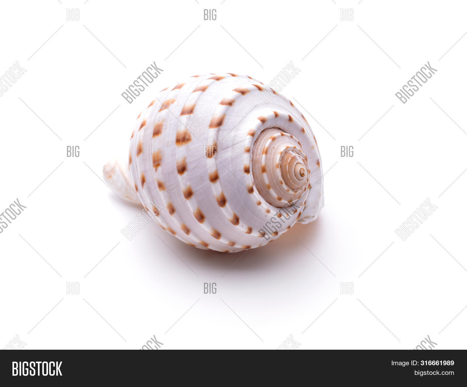 Sea Natural Shell, Image & Photo (Free Trial) | Bigstock