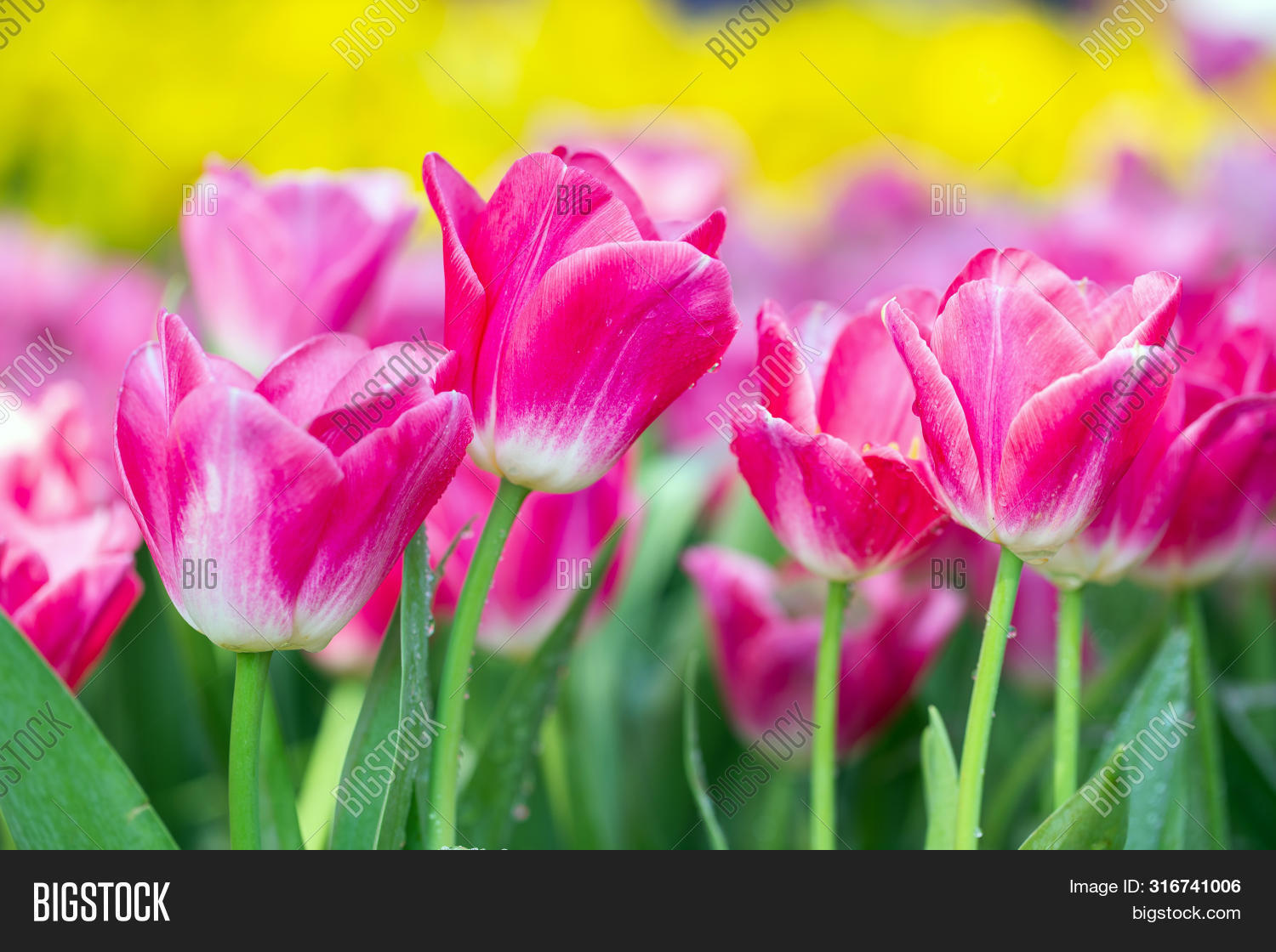 Tulip Flower Garden. Image & Photo (Free Trial) Bigstock