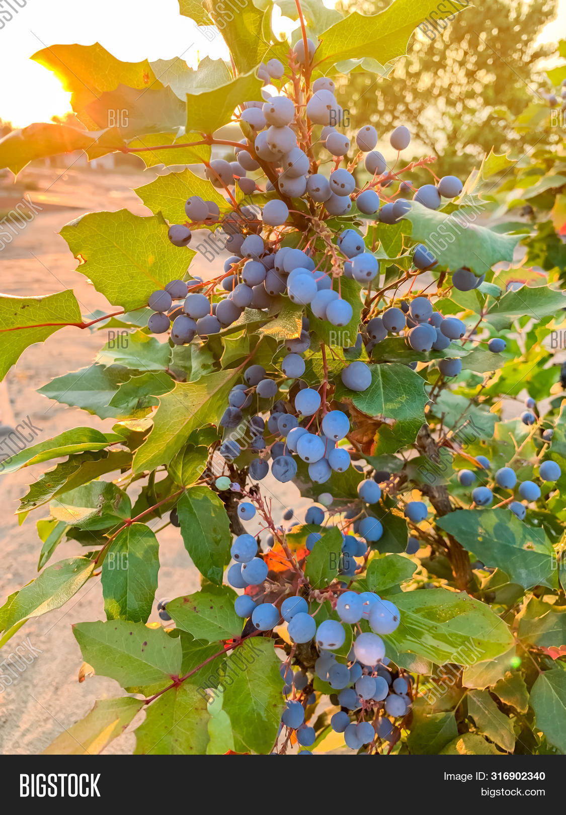 Blue Berries Mahonia Image Photo Free Trial Bigstock