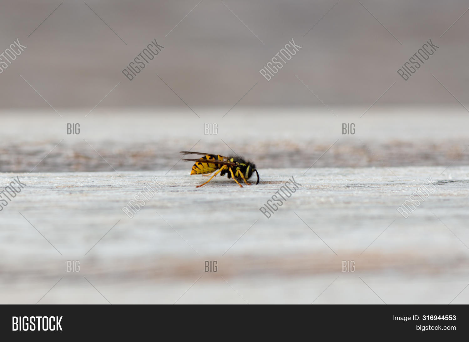 Wasp Eats Wood Build Image & Photo (Free Trial) Bigstock