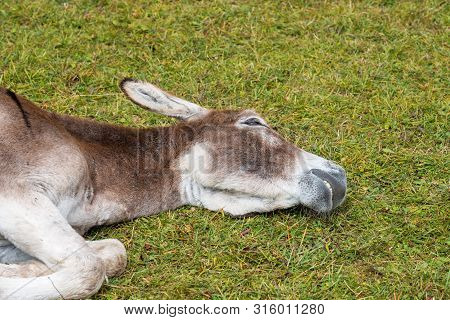 Donkey In The Italian Dolomites Seen On The Hiking Trail On The Col Raiser Plateau Above The Village