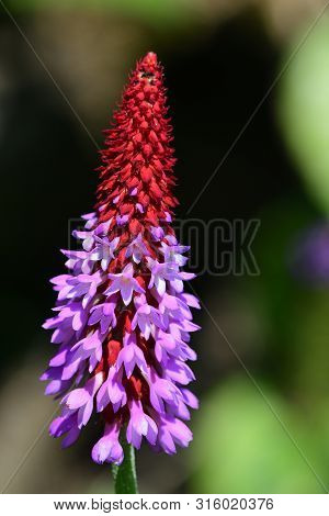 Close Up Of An Orchid Primrose In Bloom