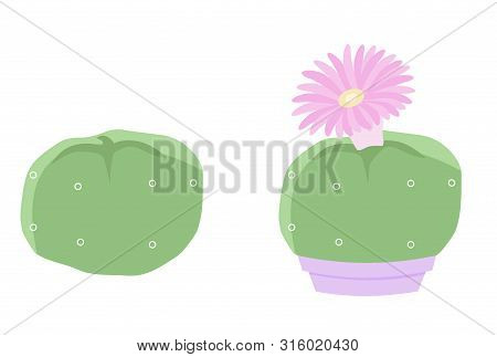 Two Isolated Cactus On White Background. Cute Succulent In A Pot And On Pebbles. Vector Illustration